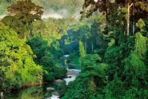 Read more about the article Природа мира: джунгли и их опасность